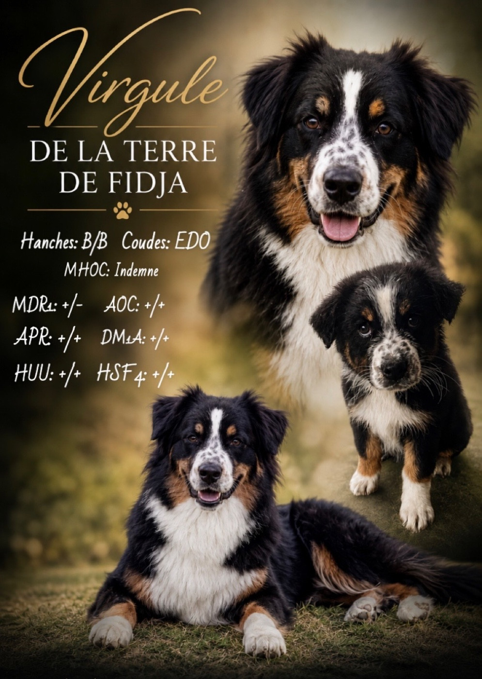 Virgule de la Terre de Fidja