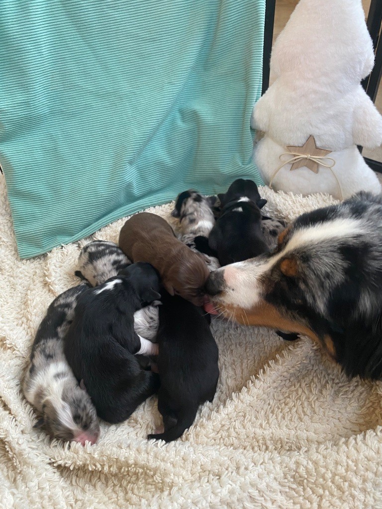 Les bébés sont nés !!!