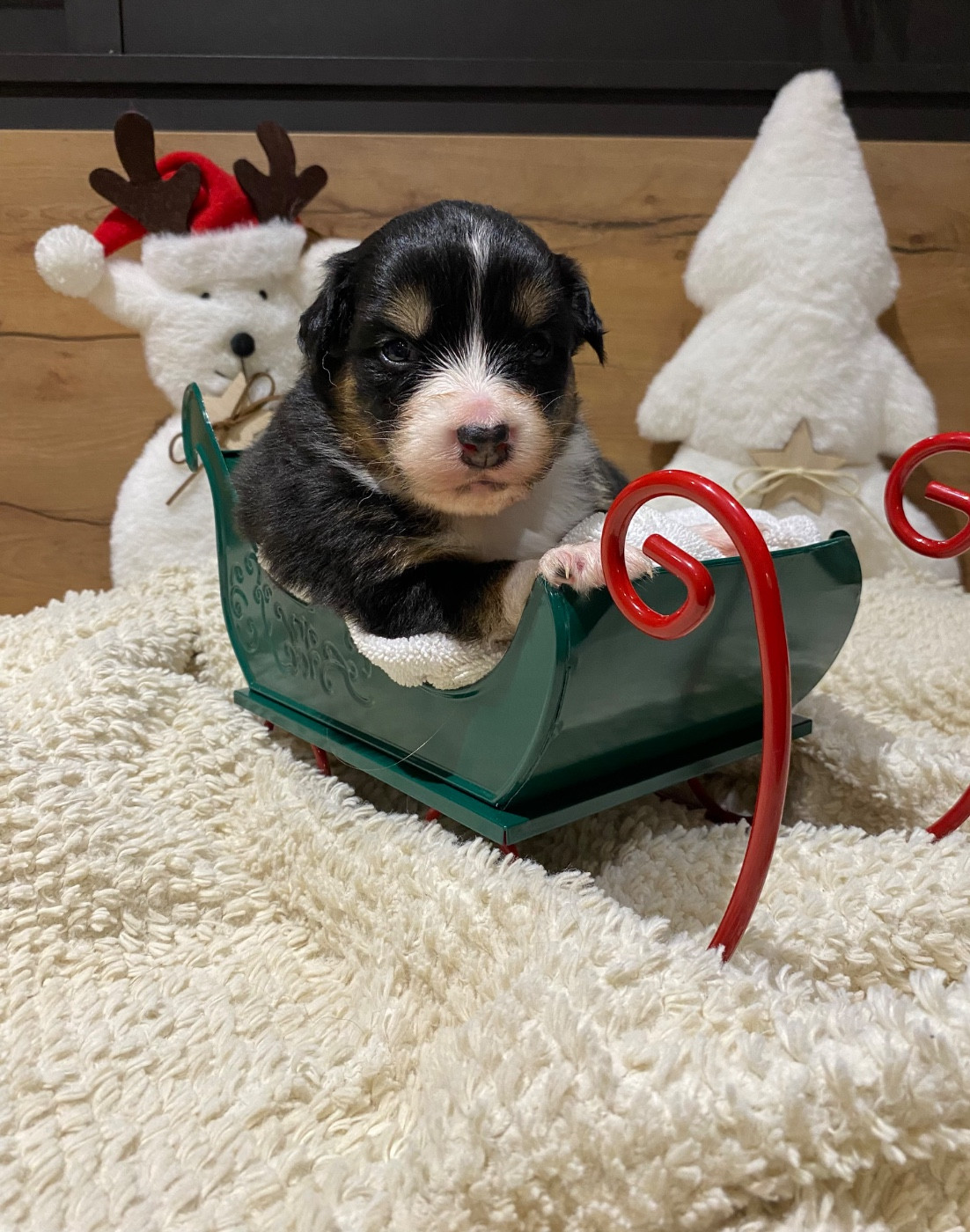 de la Terre de Fidja - Chiots disponibles - Berger Australien