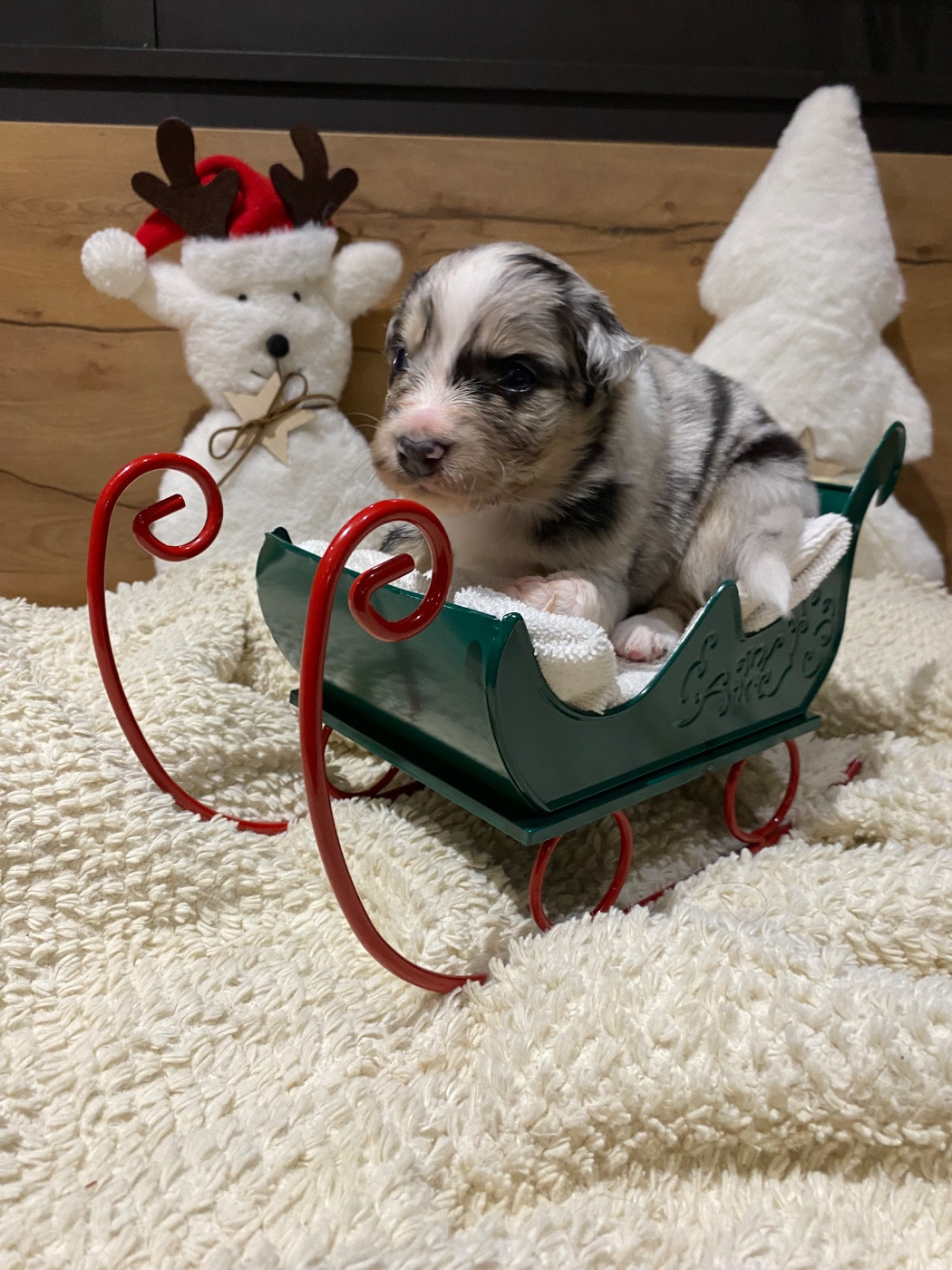 de la Terre de Fidja - Chiots disponibles - Berger Australien