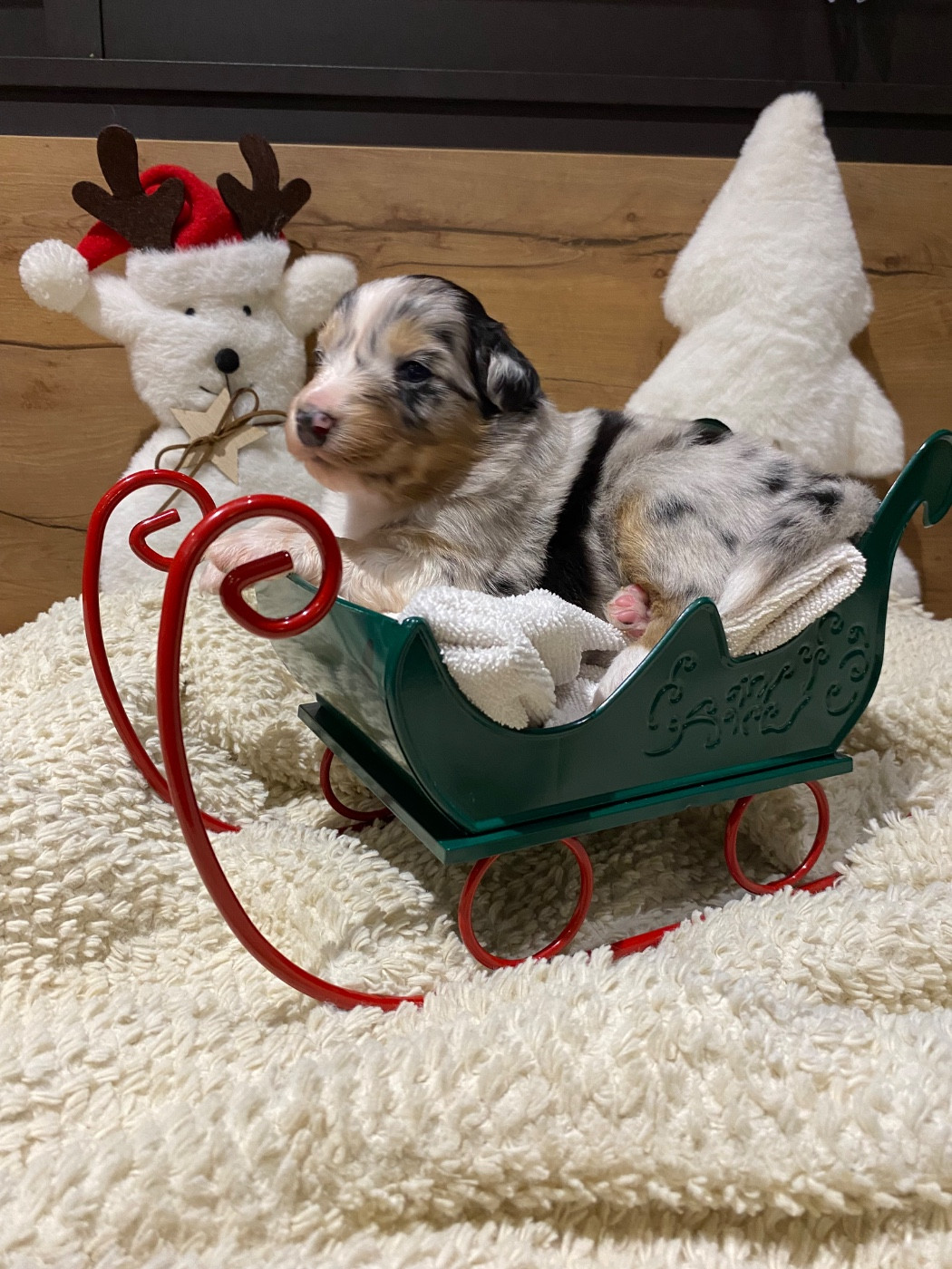 de la Terre de Fidja - Chiots disponibles - Berger Australien