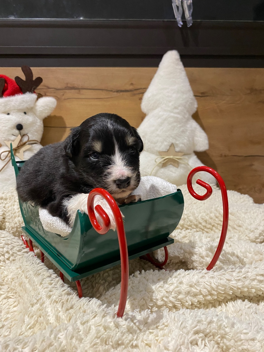 de la Terre de Fidja - Chiots disponibles - Berger Australien