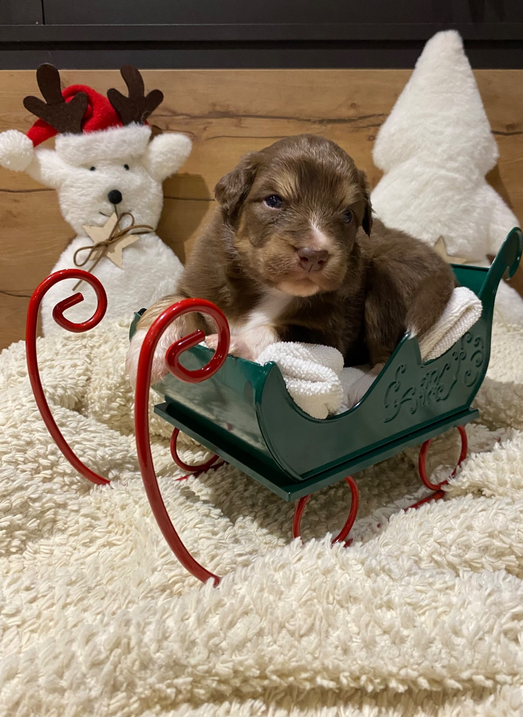 de la Terre de Fidja - Chiots disponibles - Berger Australien