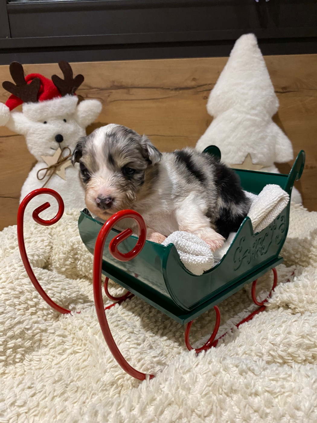 de la Terre de Fidja - Chiots disponibles - Berger Australien