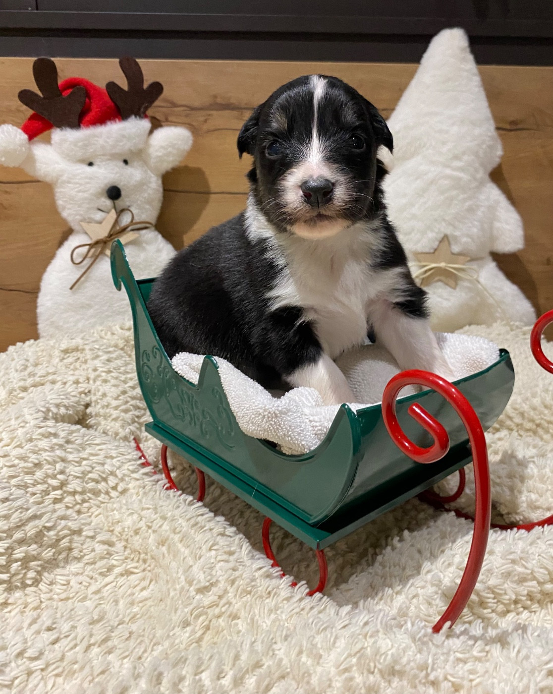 de la Terre de Fidja - Chiots disponibles - Berger Australien