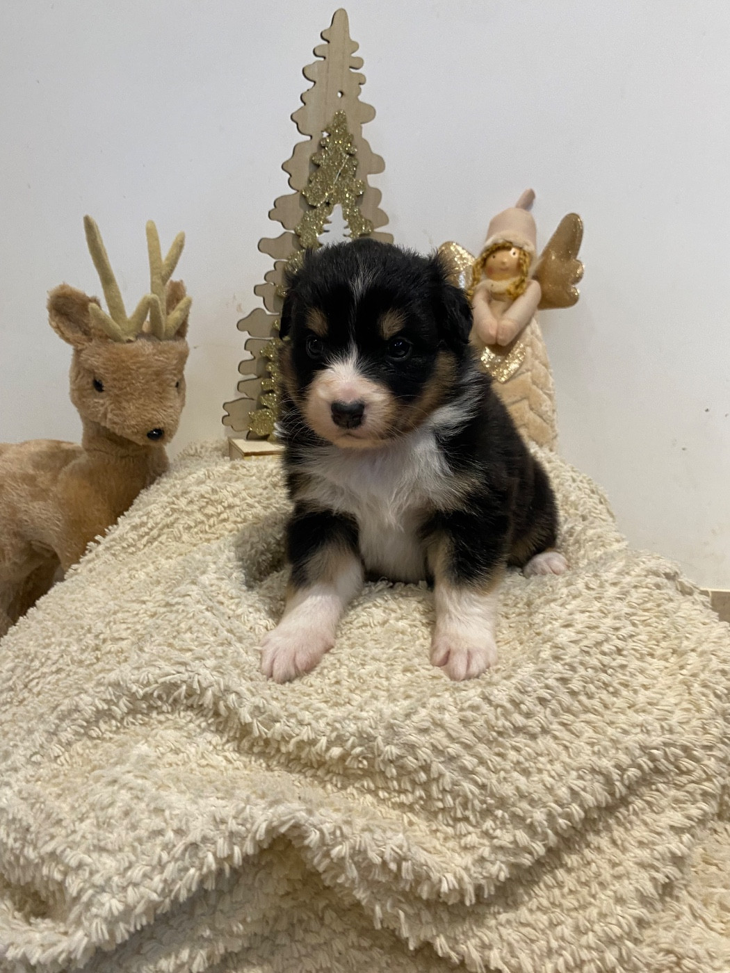 de la Terre de Fidja - Chiots disponibles - Berger Australien