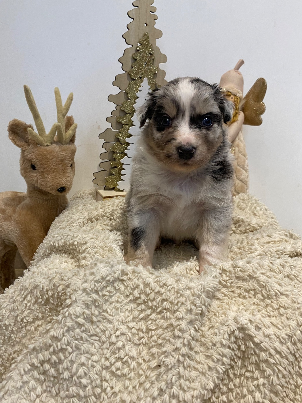 de la Terre de Fidja - Chiots disponibles - Berger Australien