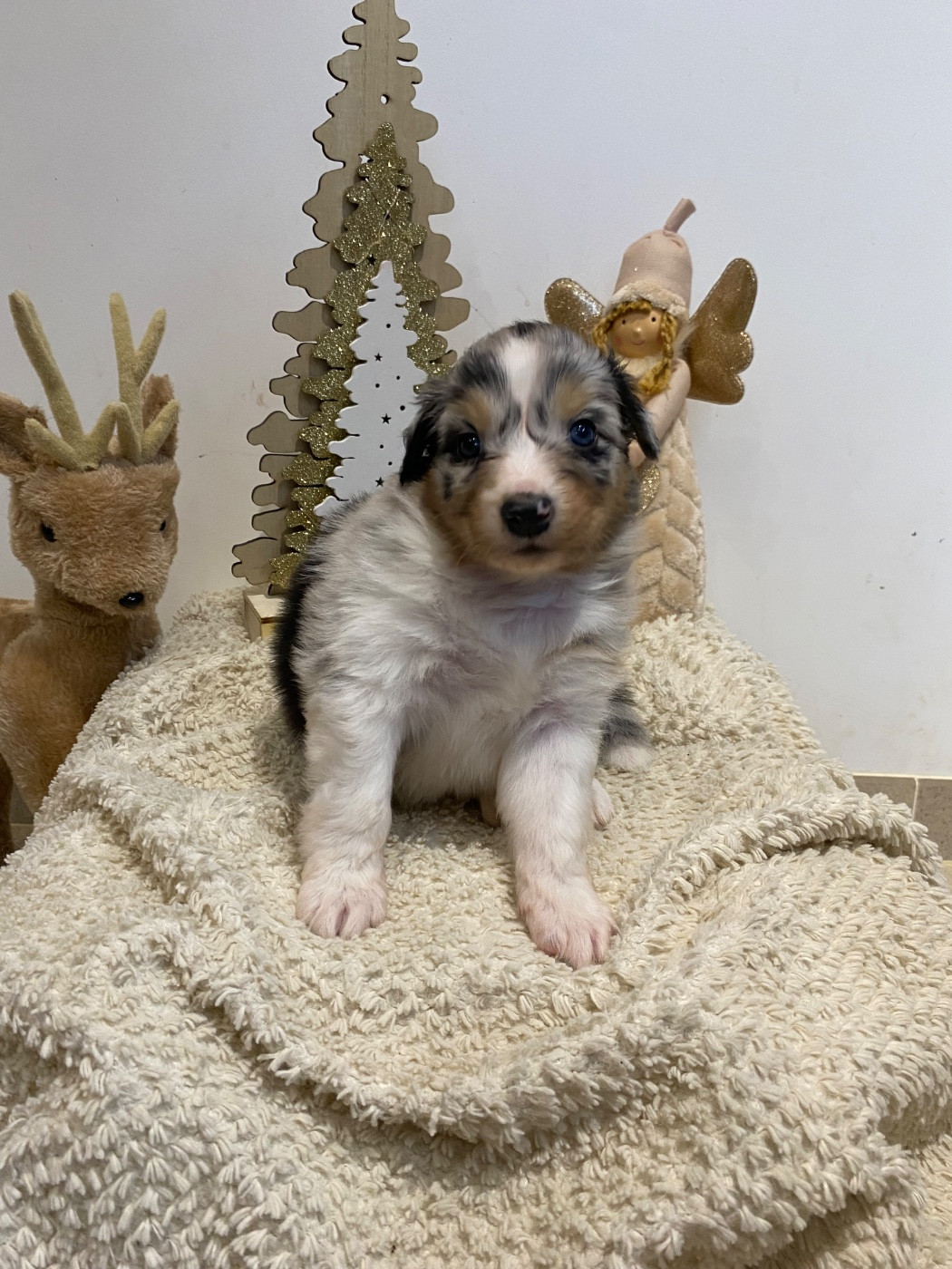 de la Terre de Fidja - Chiots disponibles - Berger Australien