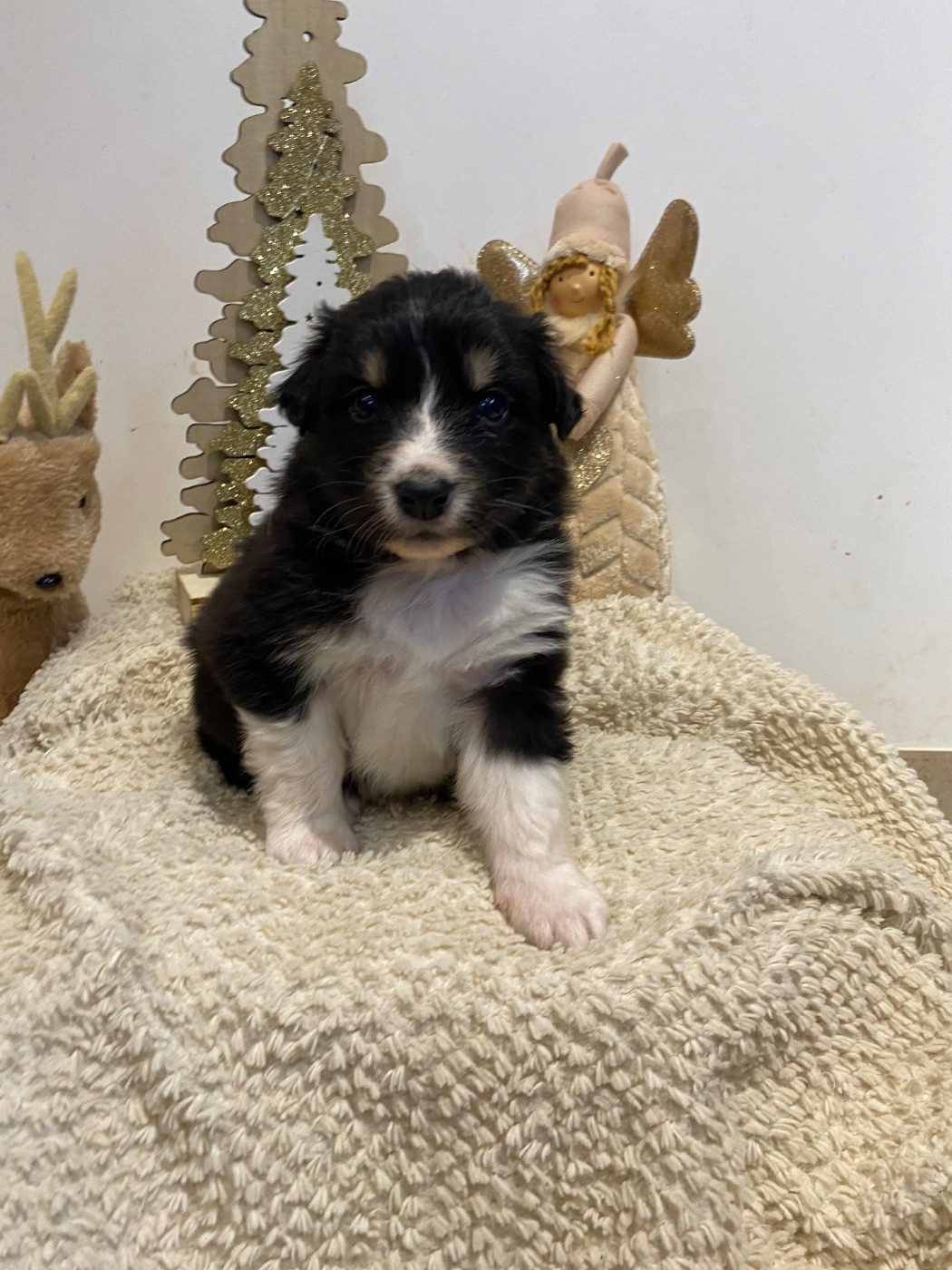 de la Terre de Fidja - Chiots disponibles - Berger Australien