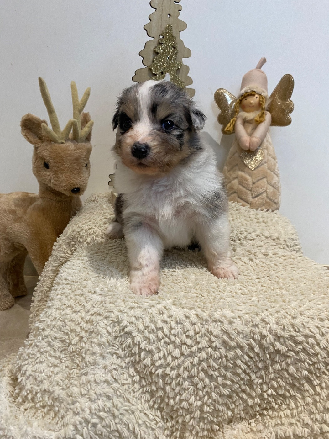 de la Terre de Fidja - Chiots disponibles - Berger Australien