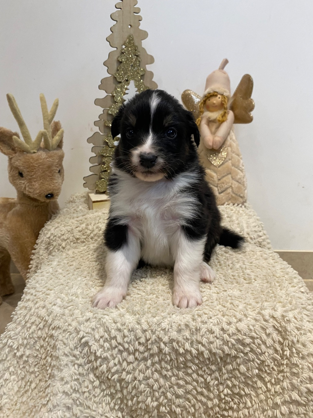 de la Terre de Fidja - Chiots disponibles - Berger Australien