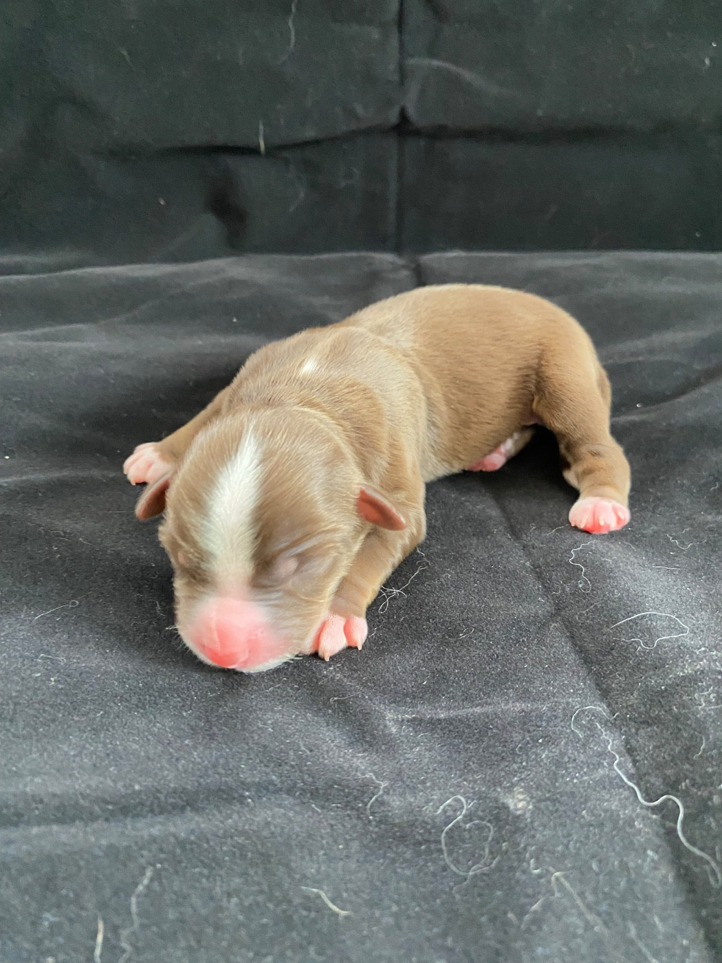 de la Terre de Fidja - Chiots disponibles - Berger Américain Miniature 