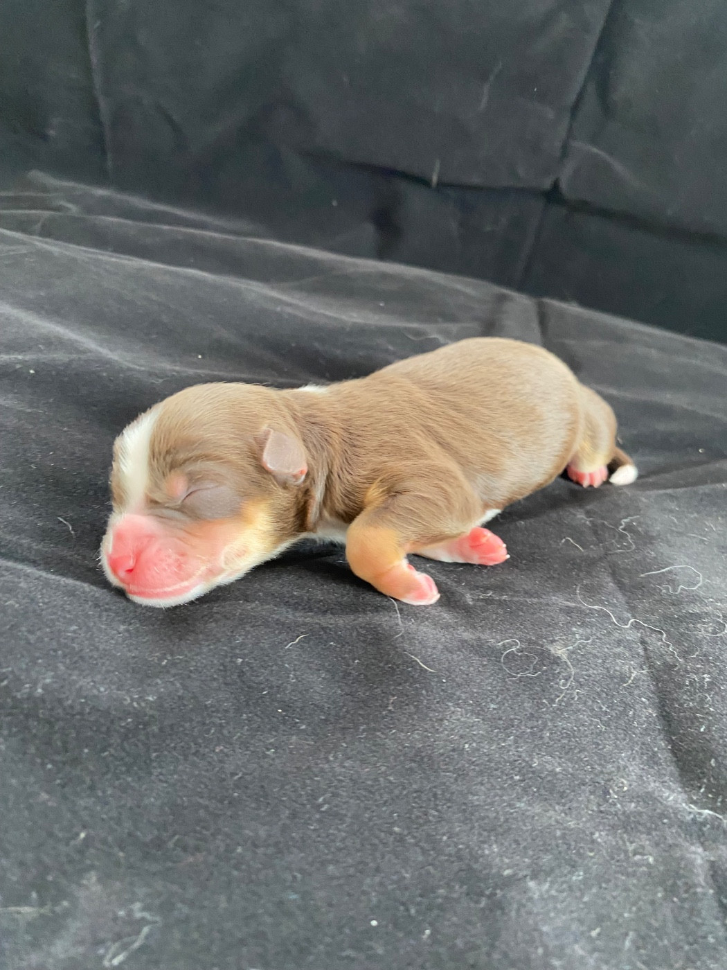 de la Terre de Fidja - Chiots disponibles - Berger Américain Miniature 