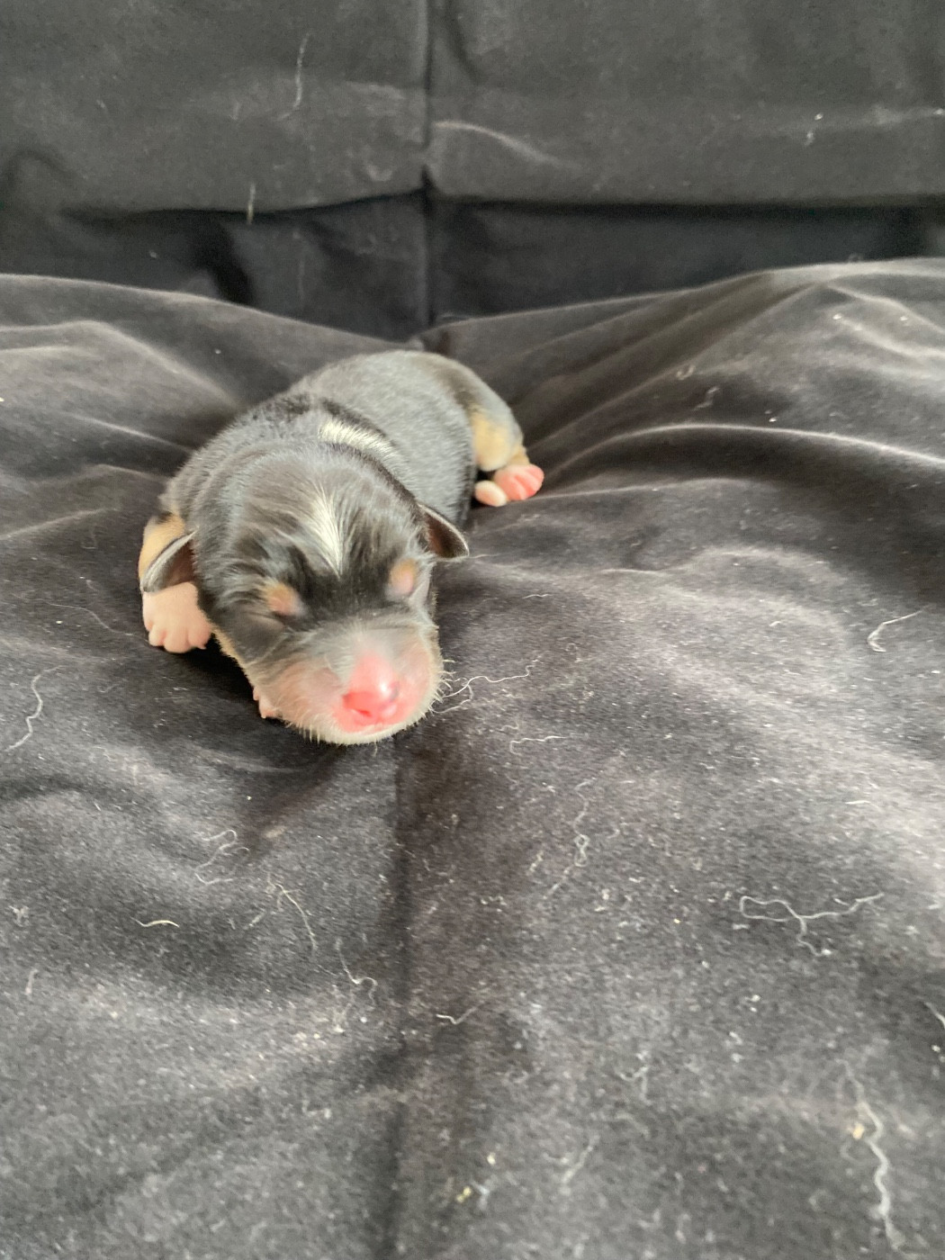 de la Terre de Fidja - Chiots disponibles - Berger Américain Miniature 