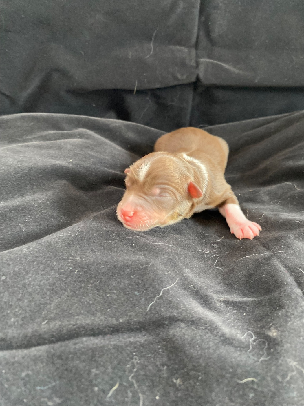 de la Terre de Fidja - Chiots disponibles - Berger Américain Miniature 