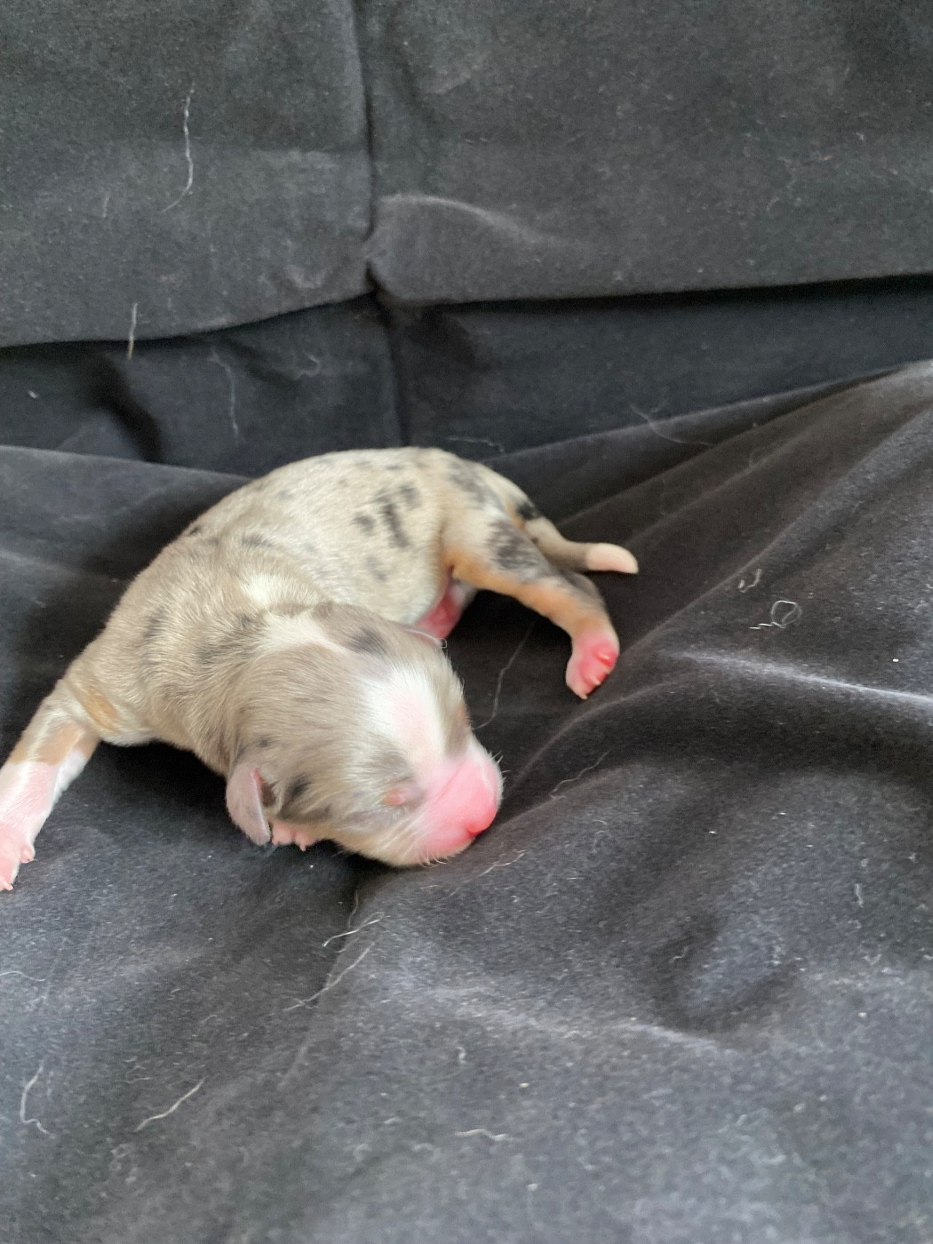 de la Terre de Fidja - Chiots disponibles - Berger Américain Miniature 