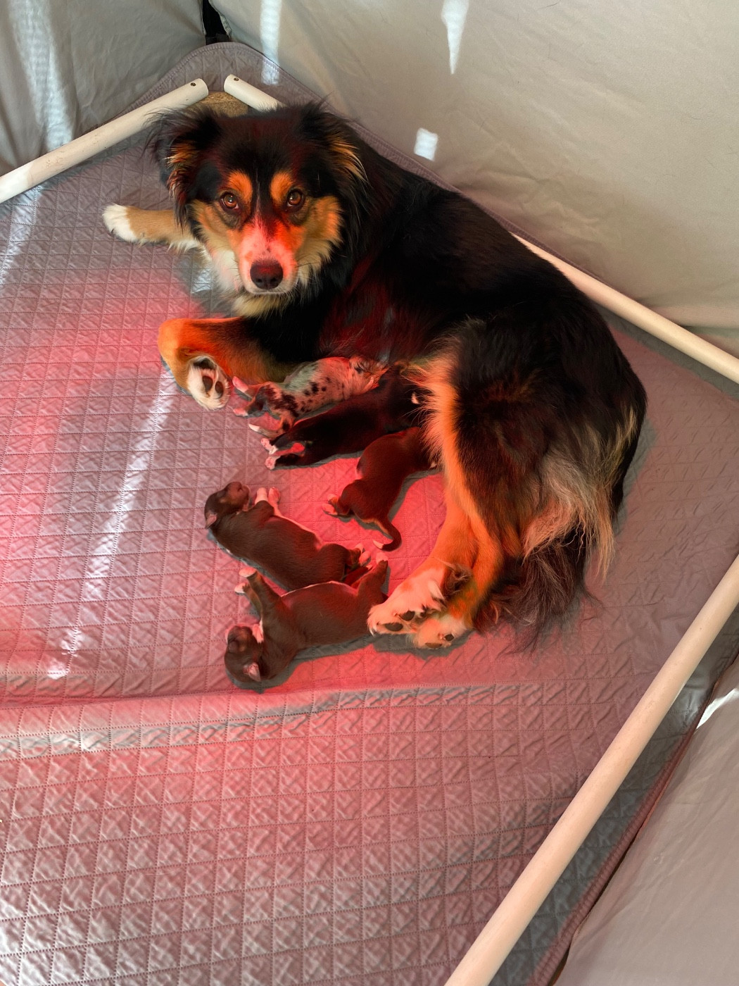 Chiot Berger Américain Miniature  de la Terre de Fidja