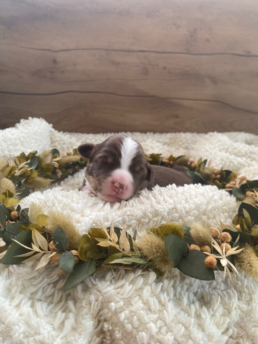 de la Terre de Fidja - Chiots disponibles - Berger Américain Miniature 