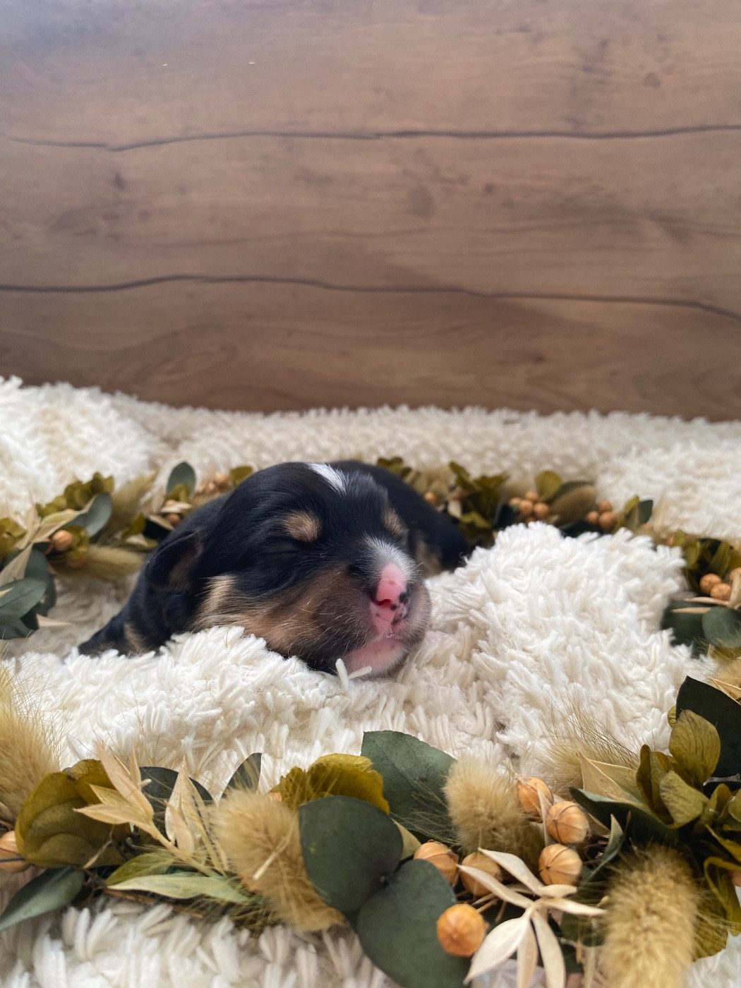 de la Terre de Fidja - Chiots disponibles - Berger Américain Miniature 