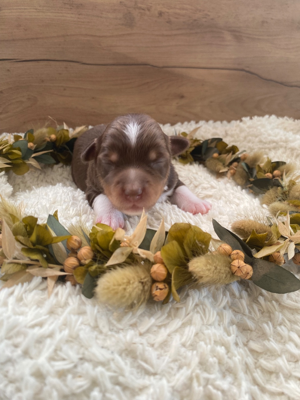 de la Terre de Fidja - Chiots disponibles - Berger Américain Miniature 
