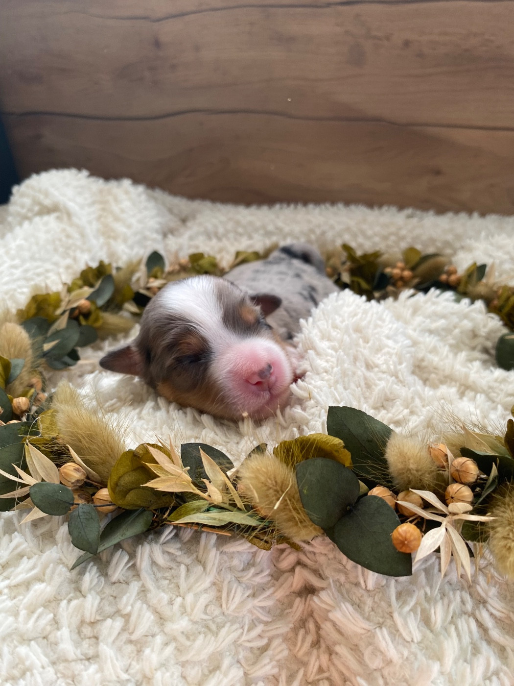 de la Terre de Fidja - Chiots disponibles - Berger Américain Miniature 