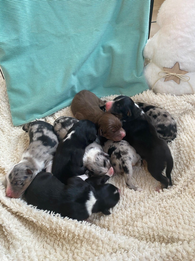 Chiot Berger Australien de la Terre de Fidja